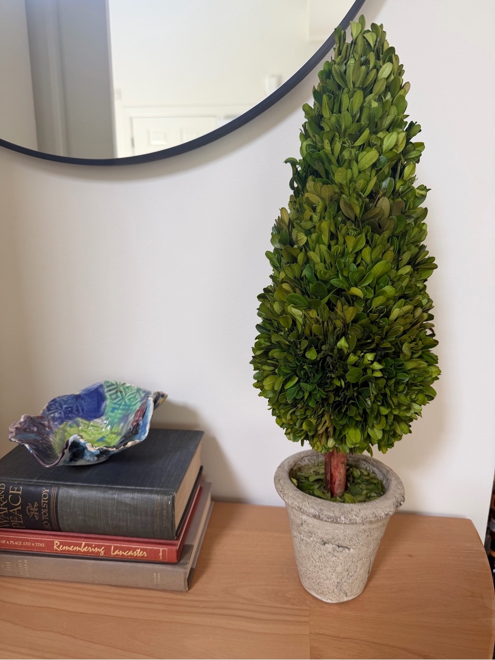 Preserved Boxwood Cone Topiary in a rustic pot, 21.5” tall